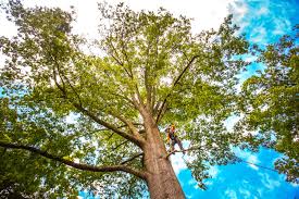 Professional  Tree Services in Heyworth, IL