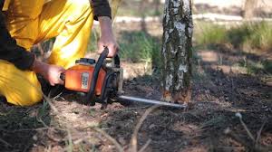 Best Fruit Tree Pruning  in Heyworth, IL