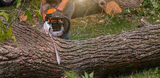 Why Choose Our Tree Removal Services in Heyworth, IL?